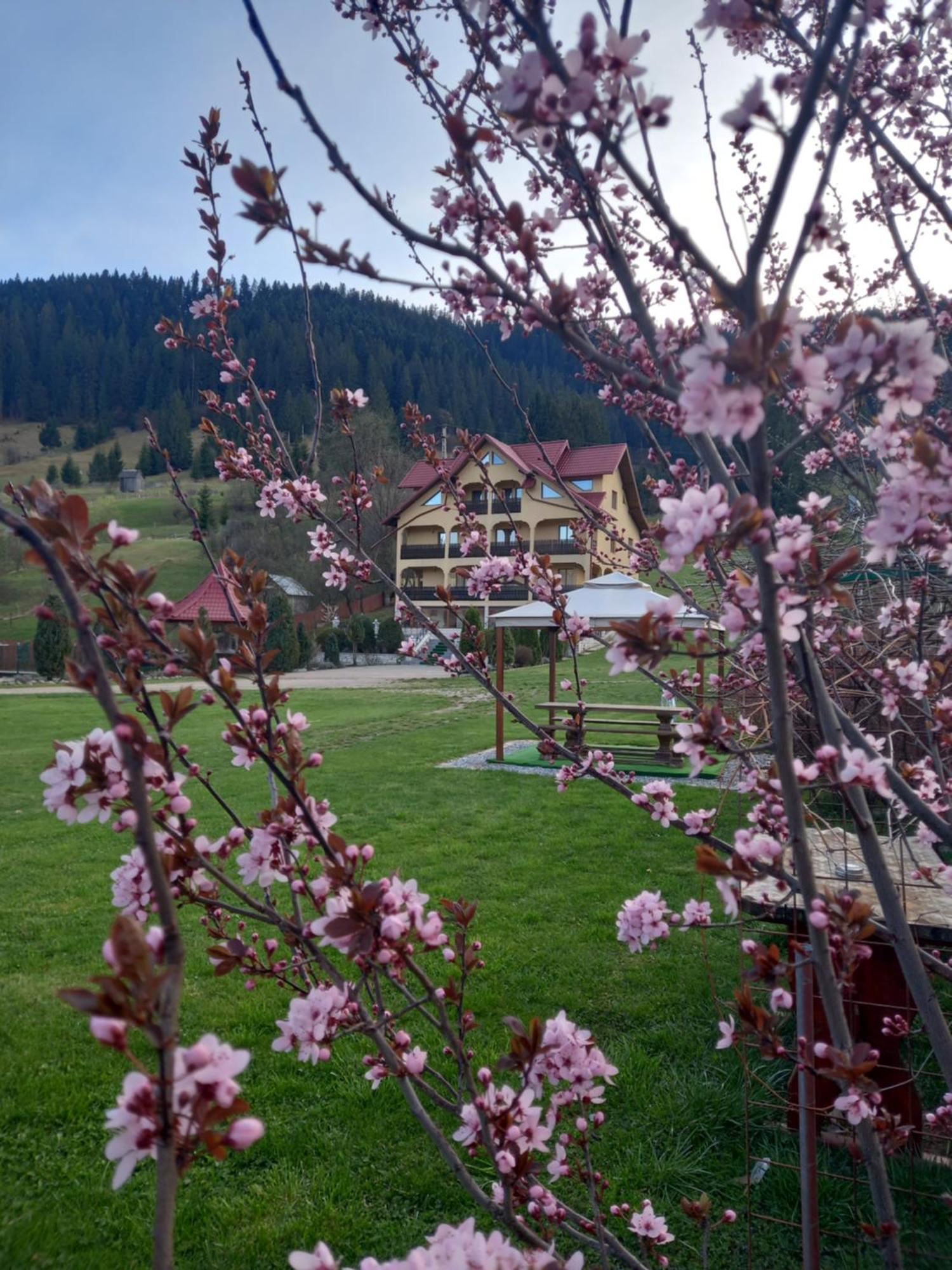 Pensiunea Alunis Hotel Sadova  Eksteriør billede